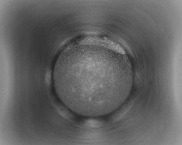 X0000113530596200909250907