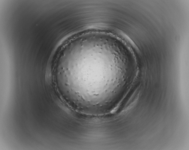 X0000113530923200909250903