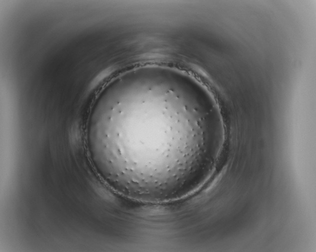 X0000113531450200909250856