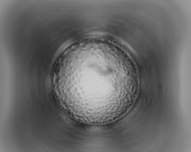 X0000113531362200910021321