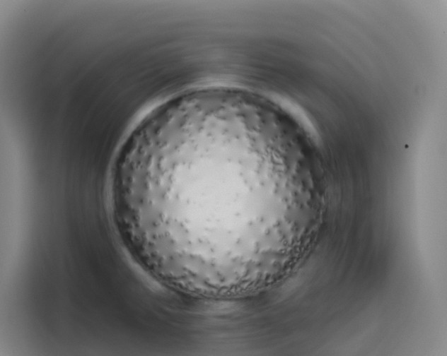 X0000113531382200910021321