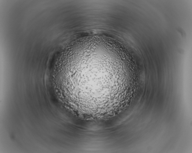 X0000113530222200910091229