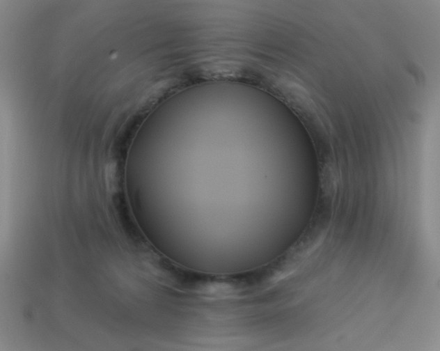 X0000113530224200910091229