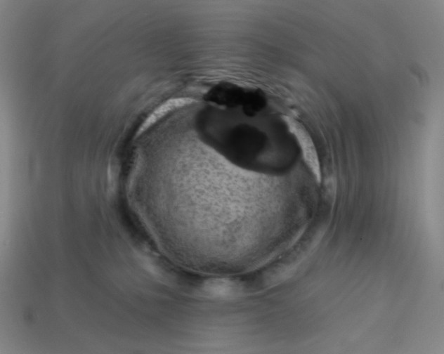 X0000113530231200910091229