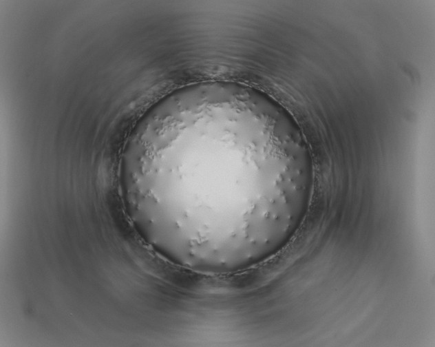 X0000113530606200910091224