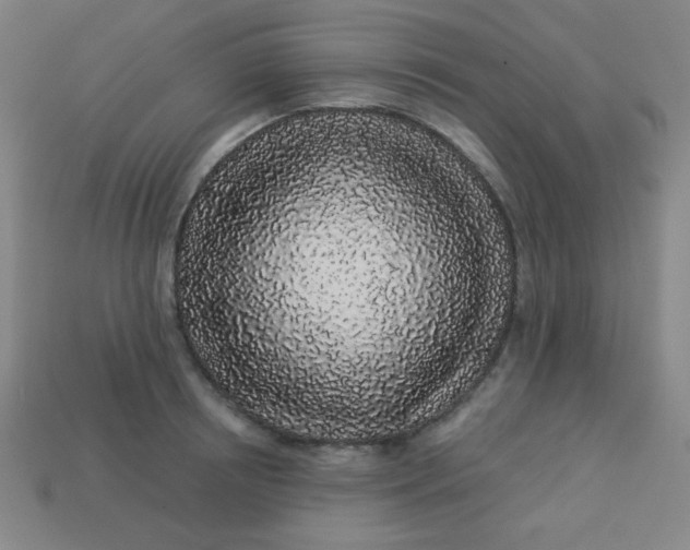 X0000113530850200910091221