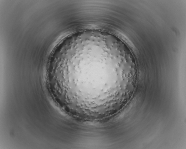 X0000113530994200910091219