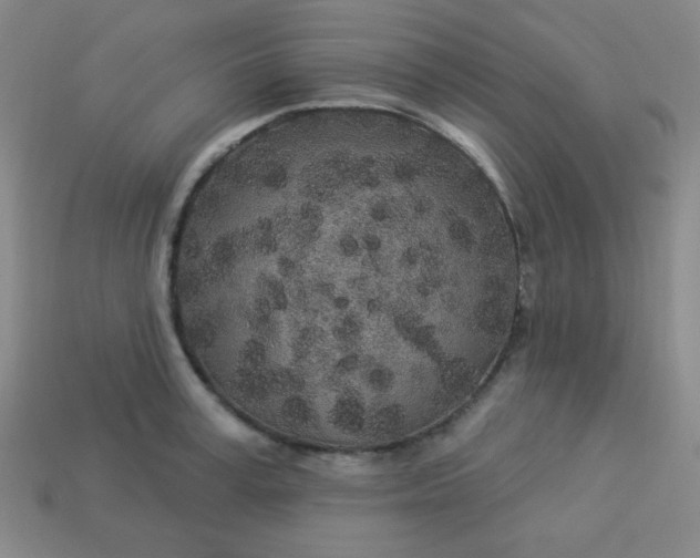 X0000113530995200910091219