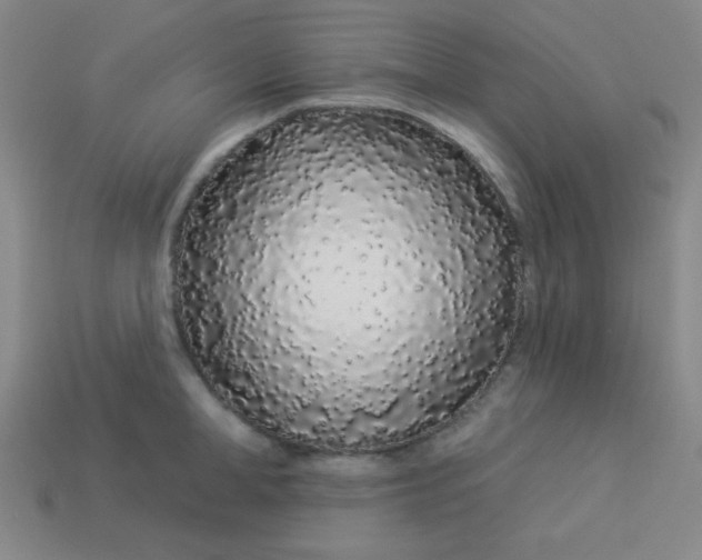 X0000113530998200910091219