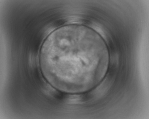 X0000113541338200910021342