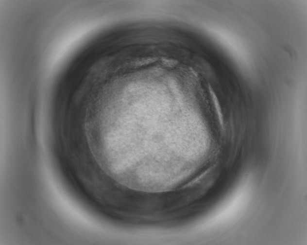 X0000113540191200910091251