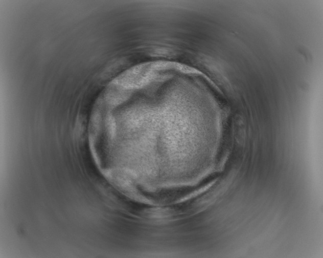X0000113540273200910091250