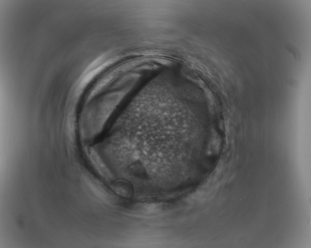 X0000113540295200910091249
