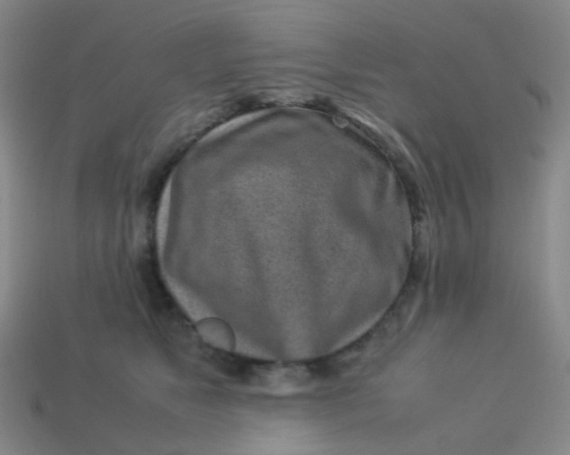 X0000113540517200910091246