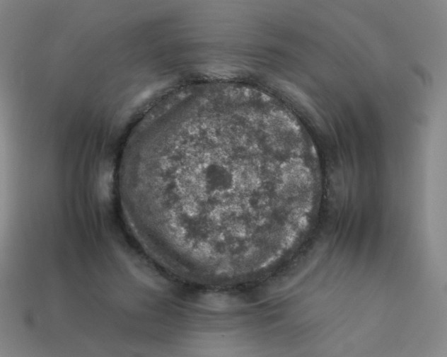 X0000113540596200910091245