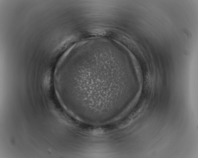 X0000113540600200910091245