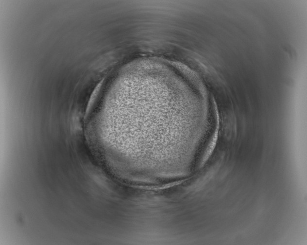 X0000113540770200910091242