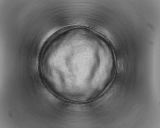 X0000113540780200910091242