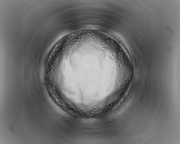 X0000113540851200910091242