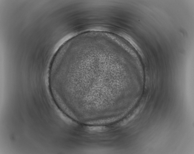 X0000113540853200910091242