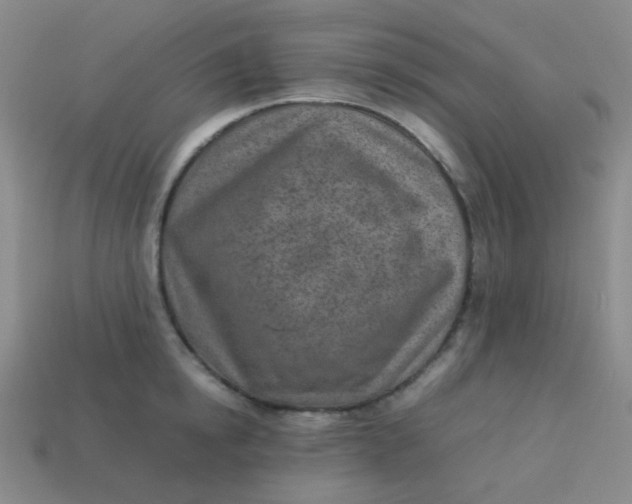 X0000113540854200910091242