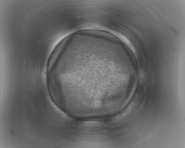 X0000113540863200910091242