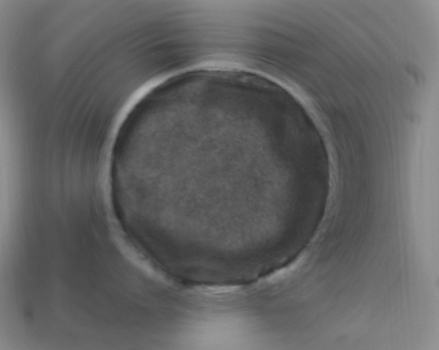 X0000113540864200910091242