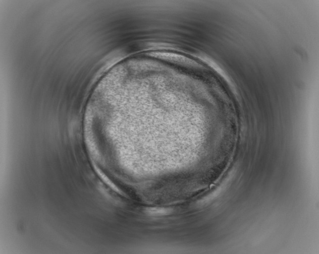 X0000113541145200910091238