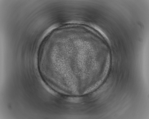 X0000113541237200910091236