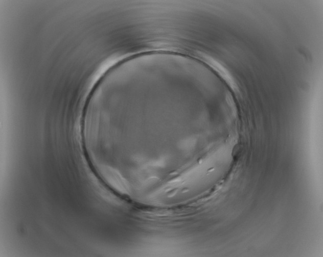 X0000113541291200910091235