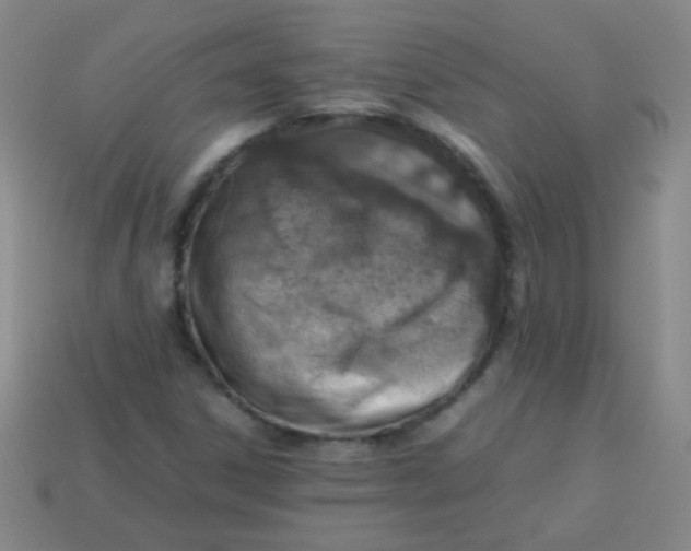 X0000113541306200910091235