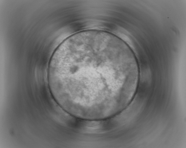 X0000113541338200910091235