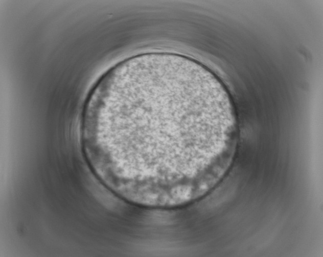 X0000113541514200910091233