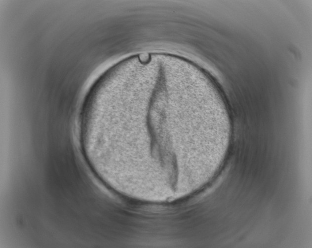 X0000113541517200910161400