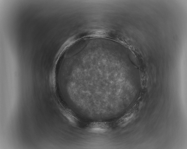 X0000113550296200909181205