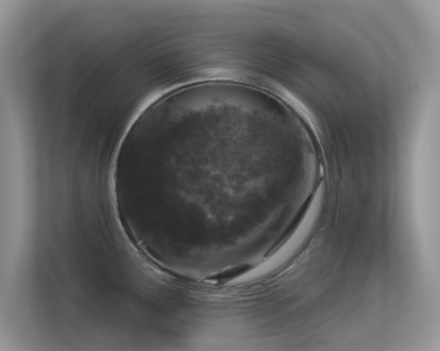 X0000113551291200909251030