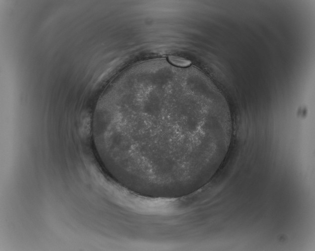 X0000113550036200910021541