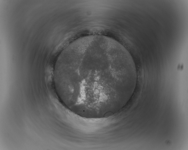 X0000113550038200910021541