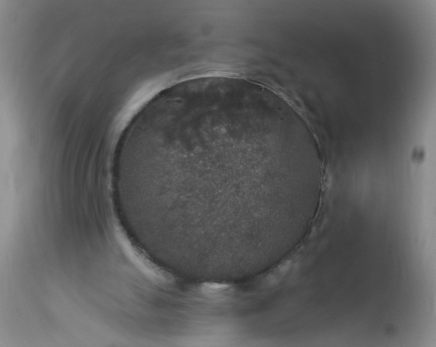 X0000113550055200910021540