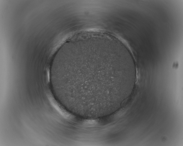 X0000113550061200910021540