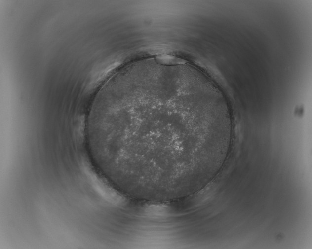 X0000113550066200910021540