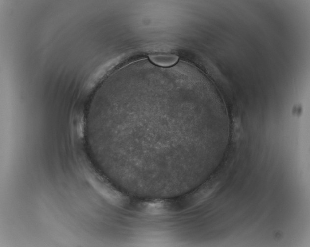 X0000113550068200910021540