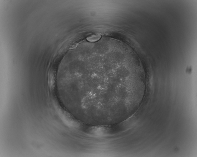 X0000113550074200910021540