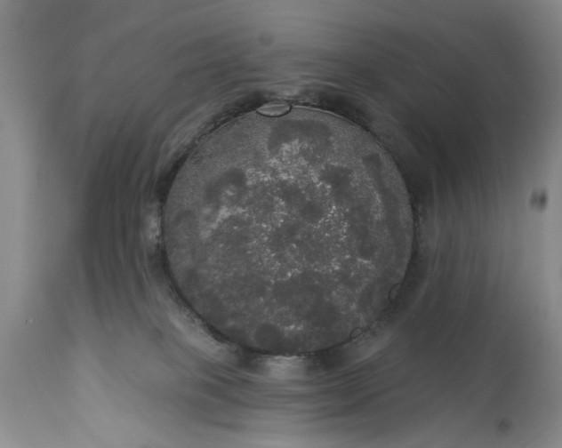 X0000113550085200910021540