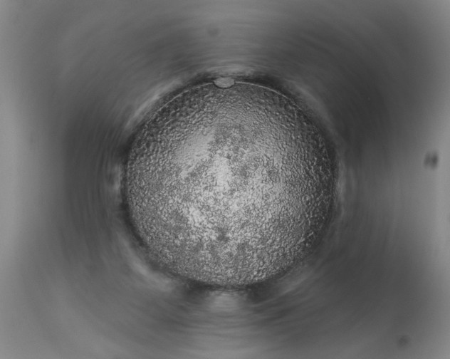 X0000113550115200910021539