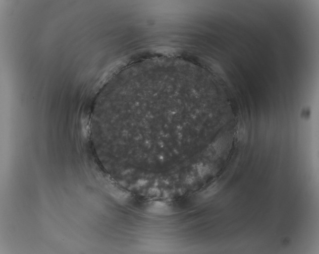 X0000113550285200910021538