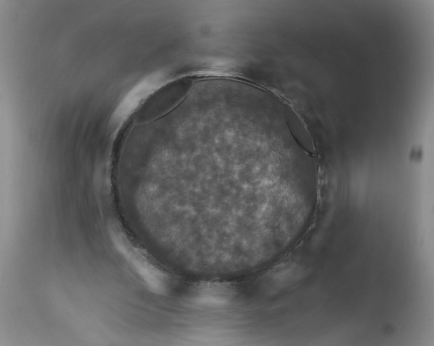 X0000113550296200910021537