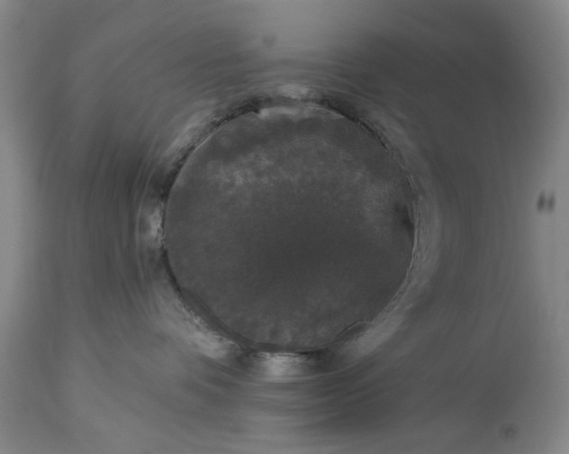 X0000113550336200910021536