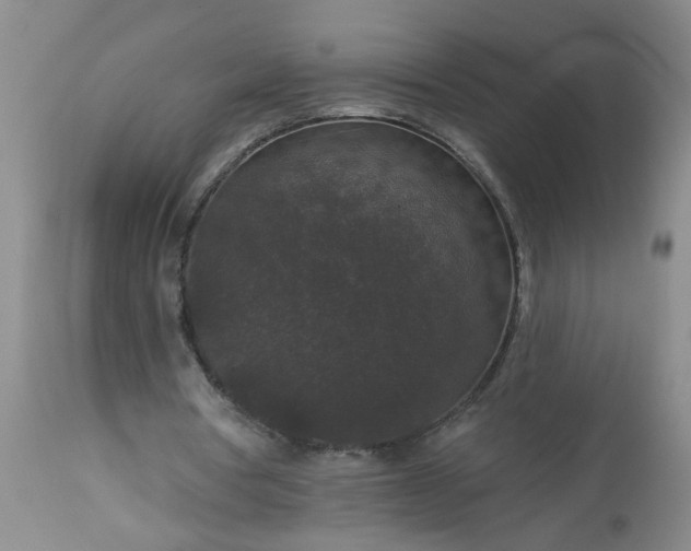 X0000113550386200910021535