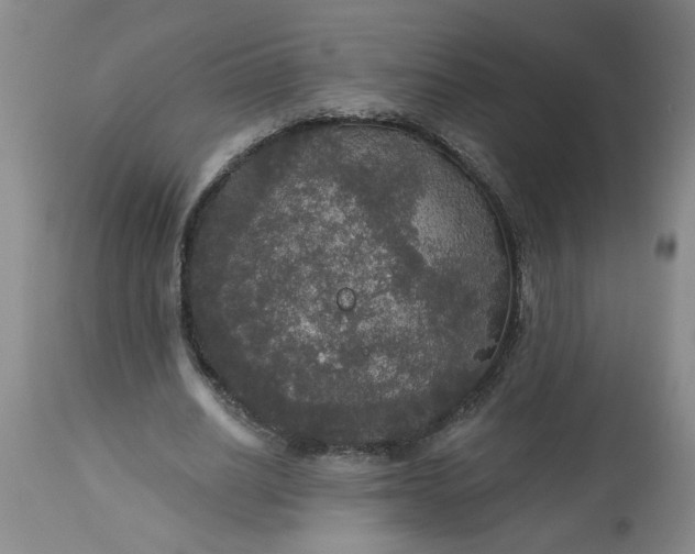 X0000113550630200910021531